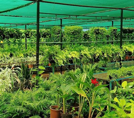 Nursery plants